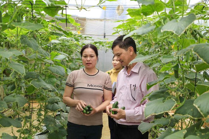 Vườn dưa công nghệ cao của gia đình ông Nguyễn Văn Trường (xã Hiệp An, huyện Đức Trọng)