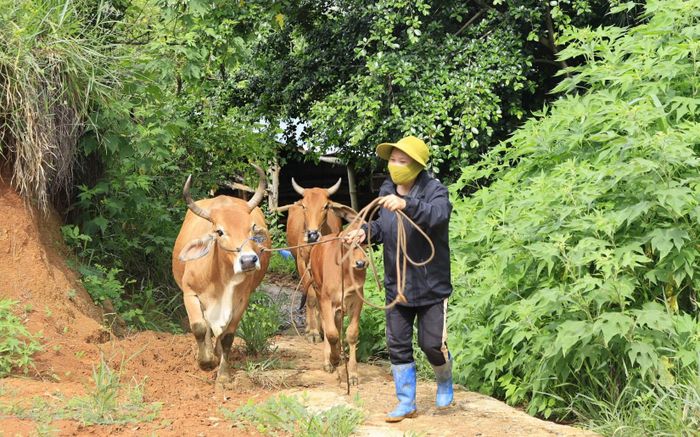 Bà Thúy chăm sóc đàn bò được gầy dựng từ nguồn vốn vay tín dụng chính sách xã hội