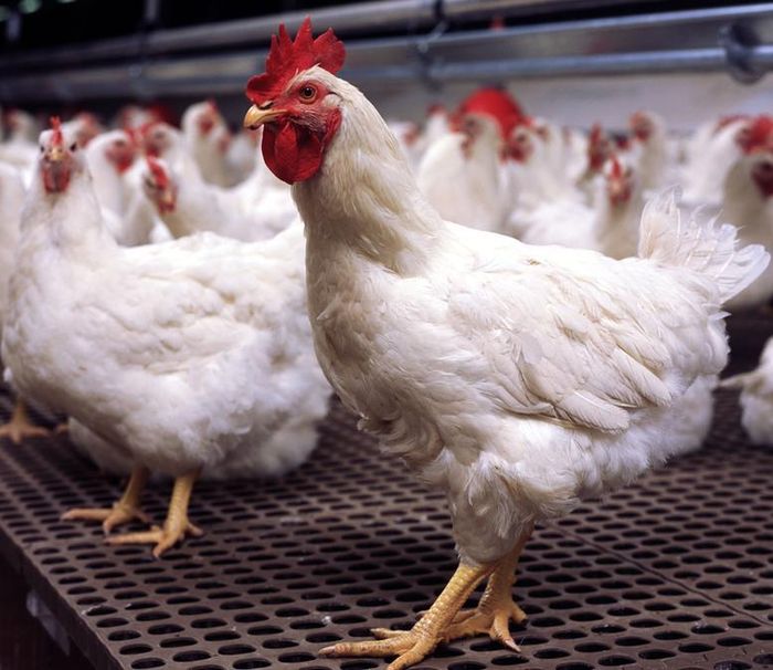 Thịt gà lông trắng là một trong những sản phẩm được thị trường Halal ưa chuộng - Ảnh: VGP/MT