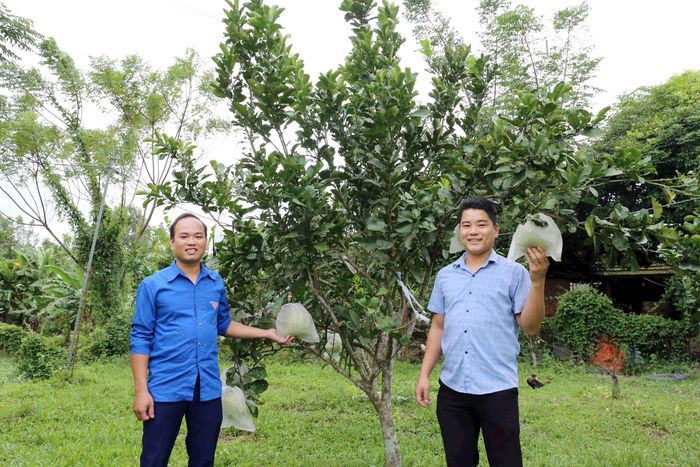 Nguyễn Hoàng Tư (SN 1992, bìa trái) cùng Phó Bí thư Đoàn xã Mỹ Sơn bên mô hình trồng bưởi - một phần của trang trại tổng hợp do mình làm chủ tại xóm 6, Mỹ Sơn (Đô Lương). Ảnh: Thanh Quỳnh