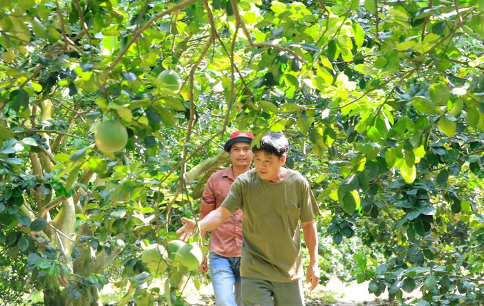 Ông Lê Hồng Khanh (trước) - Tổ trưởng Tổ hợp tác vay vốn trồng cây ăn trái của Hợp tác xã Bưởi da xanh tại xã Đạ Kho kiểm tra vườn bưởi cùng tổ viên Đỗ Văn Tuân