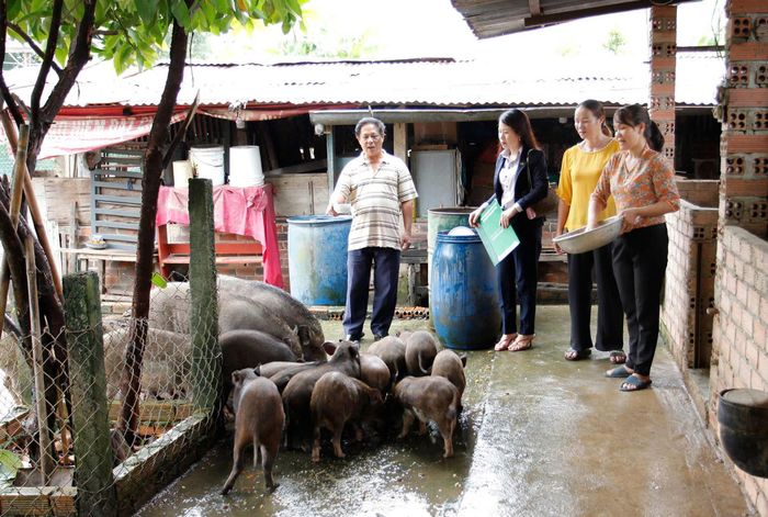Kiểm tra mô hình nuôi heo đen tại hộ vay vốn Đoàn Trọng Đức (thị trấn Mađaguôi, huyện Đạ Huoai)