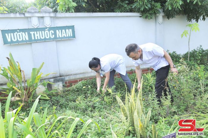 Cán bộ Trạm Y tế xã Yên Sơn, huyện Yên Châu chăm sóc vườn cây thuốc nam.