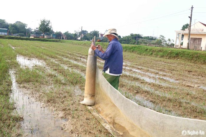Ông Cao Xuân Đường (66 tuổi) ở xóm Phú Xuân, xã Châu Nhân chia sẻ: Ông là một trong những hộ giăng lưới trên ruộng rươi muộn nhất so với bà con trong xóm. Theo ông, bước vào tháng 10 âm lịch mới bắt đầu có rươi, nên giăng lưới sớm từ nửa đầu tháng 9 âm lịch chỉ là khâu chuẩn bị chứ rươi chưa lên. Ảnh: Huy Thư