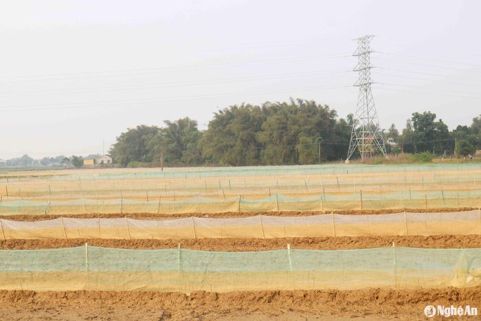 Được biết, xã Châu Nhân và xã Hưng Lợi có khoảng 100 ha ruộng rươi. Tại xã Châu Nhân, ruộng rươi tập trung ở các xóm 7, 8 và xóm Phú Xuân với hơn 55 ha. Tại xã Hưng Lợi, ruộng rươi phân bố ở các xóm 1, 2, 5. Dịp này, trên những cánh đồng rươi, bà con nông dân đã giăng đầy lưới. Ảnh: Huy Thư