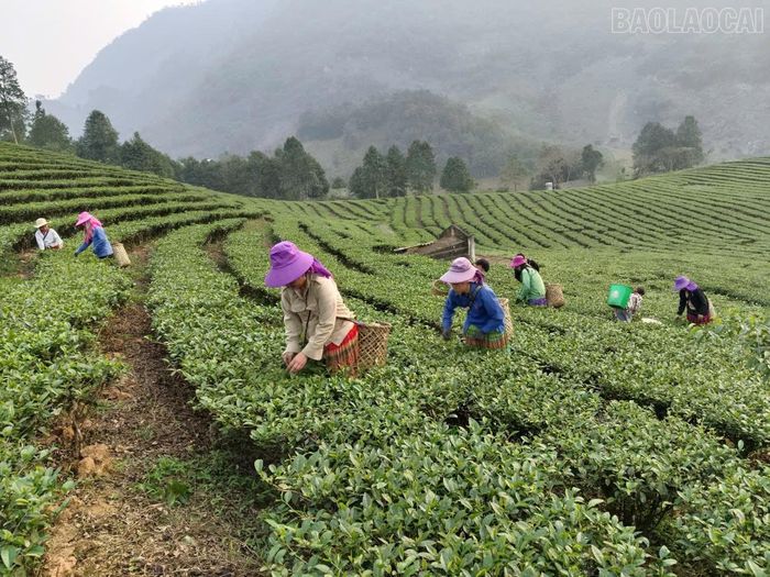  Tận dụng lợi thế về lao động, điều kiện tự nhiên, người dân trong huyện tích cực phát triển kinh tế. 