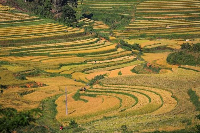 Những thửa ruộng bậc thang uốn lượn dưới thung lũng và trên các sườn đồi xã Miền Đồi, Tân Lạc.