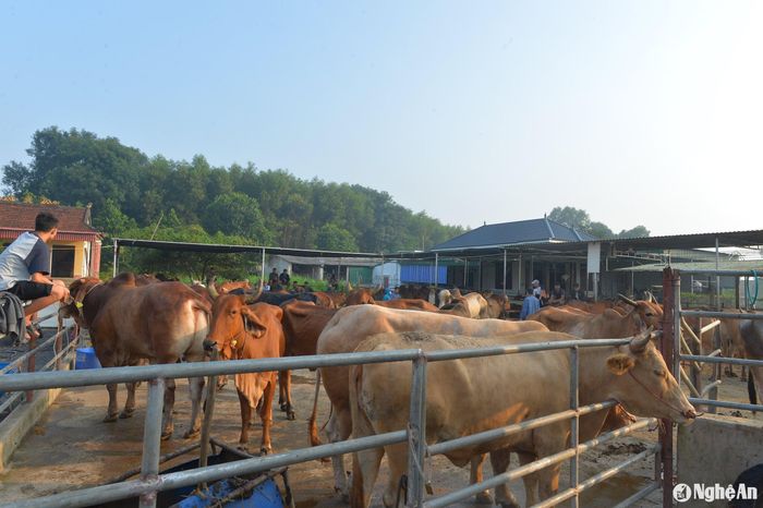 Tại đây hầu hết là trâu, bò được mua về từ Lào, Thái Lan. Ảnh: Văn Trường