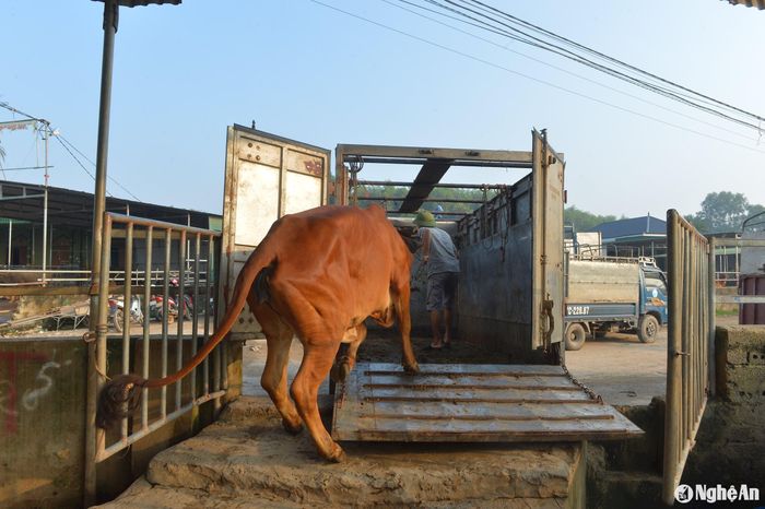 Sau khi đã lựa chọn ưng ý, một người dân huyện Thanh Chương đã mua bò và đưa lên xe. Ảnh: Văn Trường