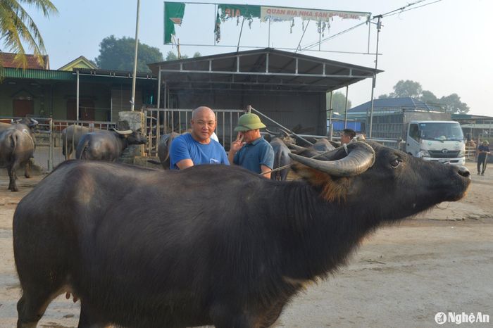 Một số khách hàng ở huyện Nghi Lộc ra chọn mua trâu tại xã Đại Sơn. Ảnh: Văn Trường