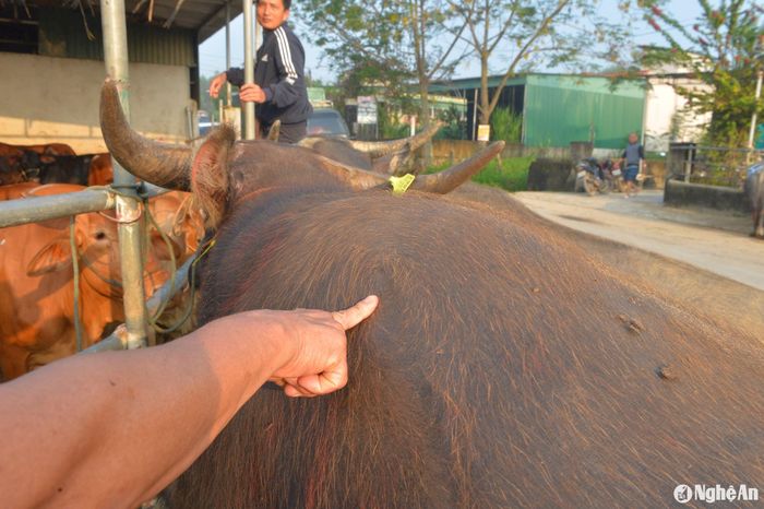 Ngoài mua trâu, bò thịt, một số người dân còn xem xoáy trâu khá kỹ mua về cày kéo phục vụ nông nghiệp. Ảnh: Văn Trường