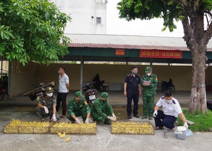 Lực lượng biên phòng, hải quan và kiểm dịch Lạng Sơn phối hợp bắt giữ gia cầm giống thẩm lậu qua biên giới huyện Lộc Bình. Ảnh: Quang Duy/TTXVN