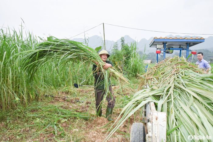 Các giống cỏ năng suất cao, chất lượng tốt được đưa vào trồng trên đất Lục Dạ, phục vụ cho những trang trại chăn nuôi bò vỗ béo. Ảnh: Thanh Phúc