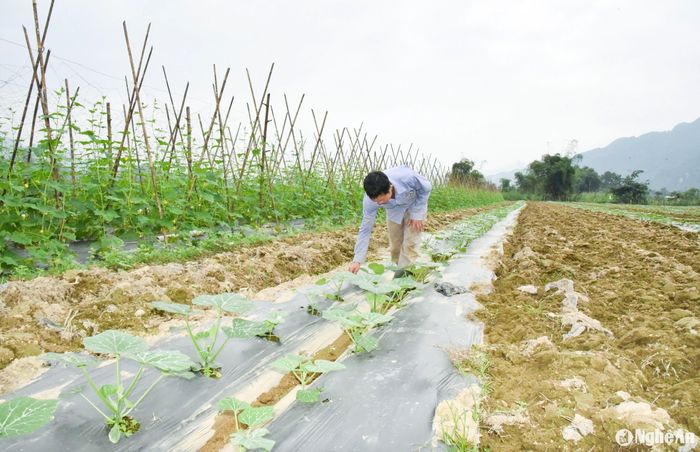 Sau cả năm trời đằng đẵng, những hạt giống rau màu được gieo xuống vùng đất bãi hoang hóa này. Ảnh: Hoài Thu