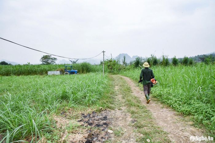 Với lợi thế diện tích đất rộng, ở những vùng cao cưỡng, nhiều người dân Lục Dạ đã tận dụng trồng cỏ phục vụ chăn nuôi. Điển hình như hộ ông Vi Văn Sơn, vừa trồng cỏ làm thức ăn chăn nuôi cho gia đình, vừa bán cho các trại chăn nuôi trong vùng. Ảnh: Hoài Thu