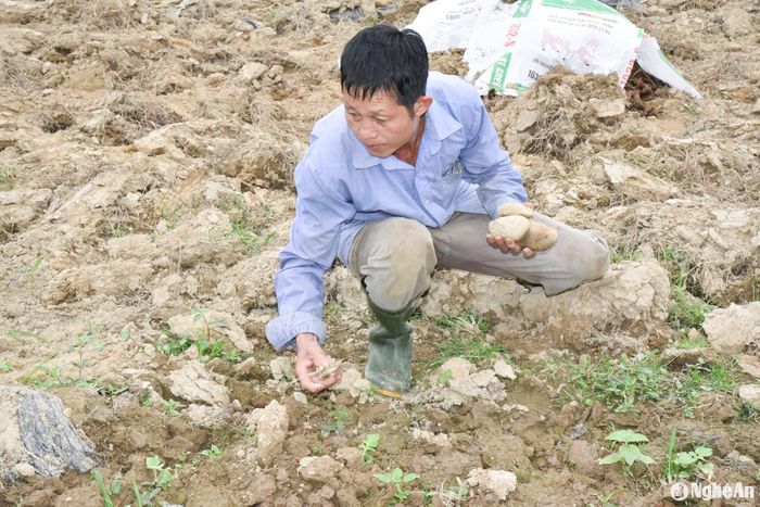 Ít ai biết rằng, trước đây, vùng bãi khe Mọi này toàn là đá, mùa mưa thì ngập, mùa nắng thì hạn, thế nên, bao năm vẫn để hoang hóa. Tiếc đất bỏ hoang, trong khi quỹ đất sản xuất của gia đình ít ỏi, ông Lô Văn Tiến nảy ra ý định cải tạo vùng bãi này để sản xuất. Ảnh: Hoài Thu
