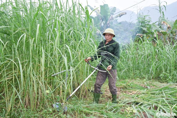 Máy móc cũng được đưa vào sử dụng, phần nào giải phóng sức lao động, nâng cao hiệu quả trong sản xuất. Ảnh: Hoài Thu