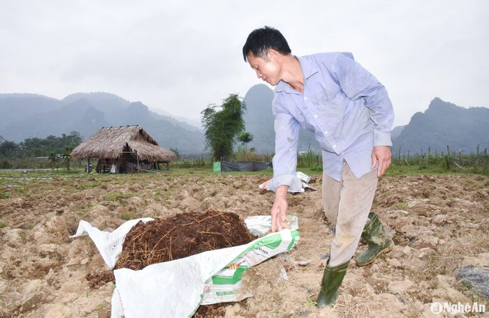 Ông Tiến mua phân chuồng của các trại chăn nuôi trong vùng, chặt thêm cây phân xanh, các phụ phẩm từ rau sau thu hoạch để ủ hoai thành phân hữu cơ vi sinh bón cho đất, vừa đỡ chi phí, vừa cải tạo đất. Ảnh: Thanh Phúc