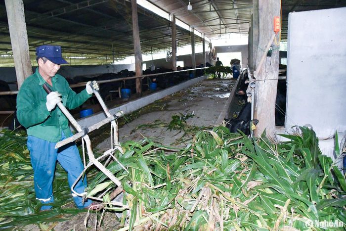 Trồng ngô sinh khối bán cho các trại chăn nuôi cũng được người dân địa phương đưa vào cơ cấu mùa vụ. Từ đó, nâng cao hiệu quả sản xuất, phát triển kinh tế. Ảnh: Hoài Thu