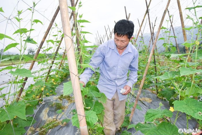 Kiên trì, bền bỉ, đến nay, ông Tiến đã có hơn 1 ha rau màu quanh năm tươi tốt. Ảnh: Thanh Phúc