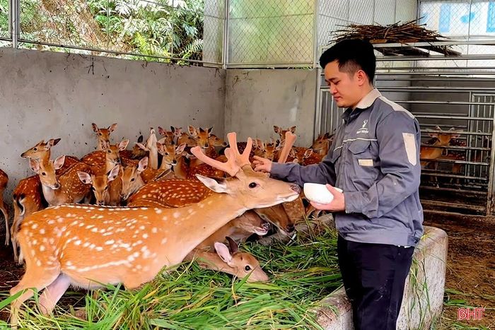  Sơn Giang là địa phương có truyền thống chăn nuôi hươu. Đây cũng là sản phẩm chăn nuôi chủ lực được ưu tiên phát triển của địa phương. Đến nay, tổng đàn hươu trên địa bàn xã đạt trên 4.500 con và nguồn thu nhập từ nhung, con giống ước đạt khoảng 13 tỷ đồng/năm. 