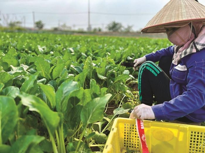 Sản xuất nông nghiệp. Ảnh: Huy Thịnh 