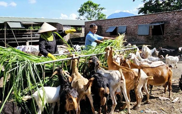 Nhiều mô hình phát triển kinh tế đã mang lại hiệu quả cao cho người dân vùng đồng bào dân tộc thiểu số trên địa bàn tỉnh Quảng Ninh.
