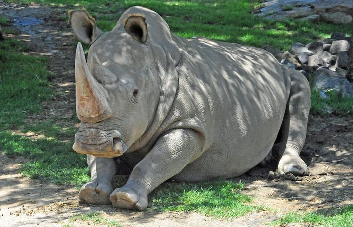 Tê giác trắng phương Bắc từng sinh sống ở các khu vực Bắc Phi và Đông Phi, tập trung tại Sudan, Uganda và Congo. Với trọng lượng lên đến 1.600 kg, chúng là một trong những loài động vật có vú lớn nhất hành tinh. (Ảnh:Flickr)
