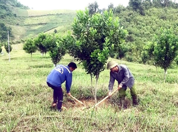 Nhiều cán bộ, đảng viên đã tiên phong chuyển đổi cơ cấu cây trồng.
