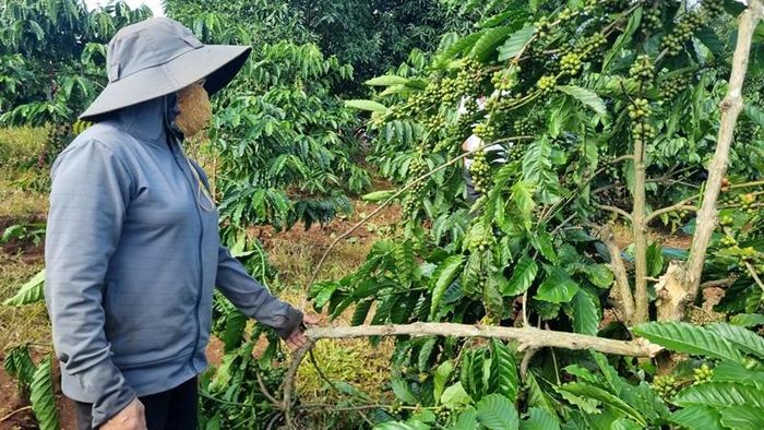 Vào thăm vườn, gia đình chị Mai tá hỏa phát hiện nhiều cây cà phê bị kẻ xấu chặt phá. Ảnh: Gia đình cung cấp