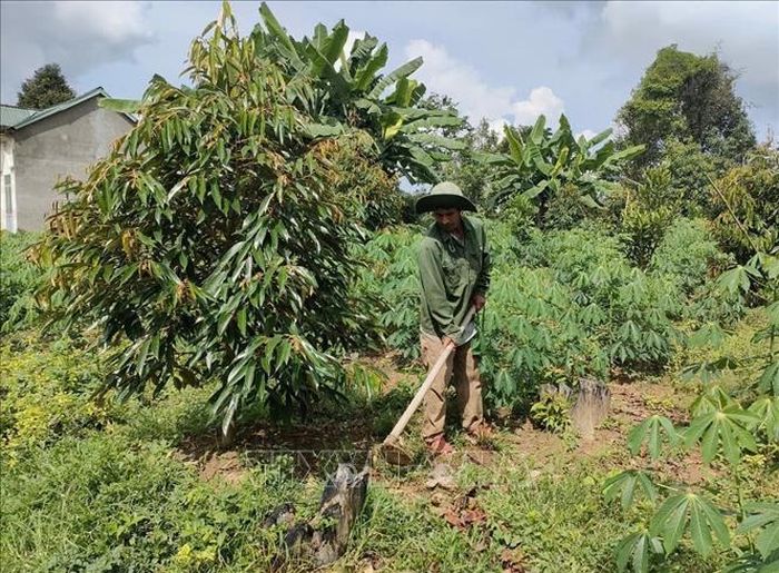 Người dân huyện Sa Thầy, tỉnh Kon Tum trồng cây có giá trị vào các diện tích đất trống, vườn tạp.