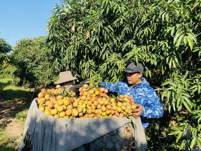 Nhiều mô hình nông nghiệp cho hiệu quả cao đã được xây dựng ở xã Vĩnh Hòa.