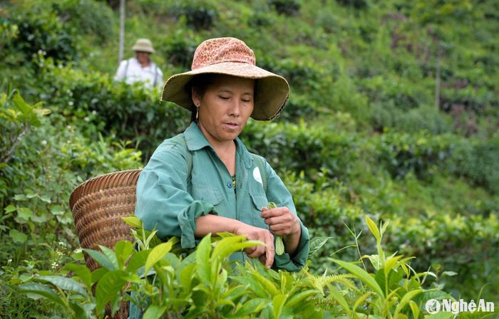 Thu hoạch chè Shan tuyết tại huyện Kỳ Sơn. Ảnh: Thành Cường