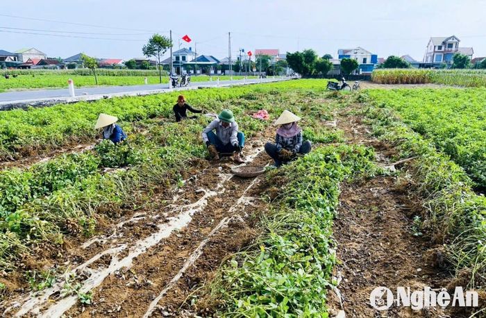 Nông dân xã Diễn An (Diễn Châu) thu hoạch lạc vụ Đông. Ảnh: T.P
