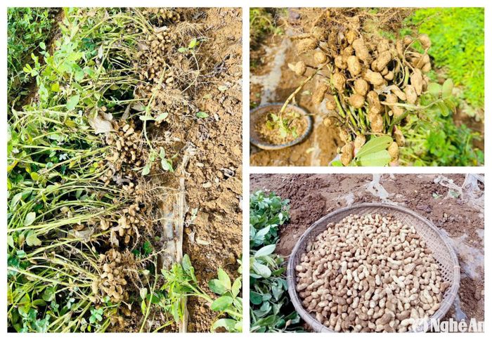 Với giá trị kinh tế mang lại, cây lạc cần được quan tâm mở rộng diện tích, đầu tư chế biến sâu và xây dựng liên kết chuỗi trong sản xuất. Ảnh: T.P