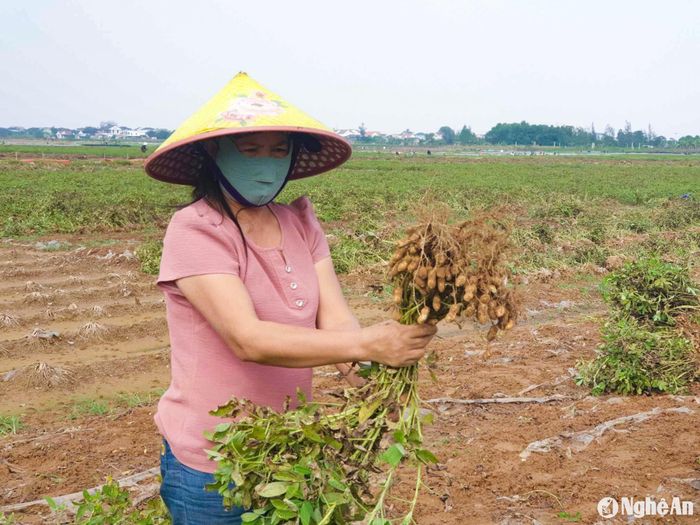Lạc vụ đông chủ yếu trồng để bán lạc giống, do đó, giá lạc khá cao, dao động 38-40.000 đồng/kg. Ảnh: T.P