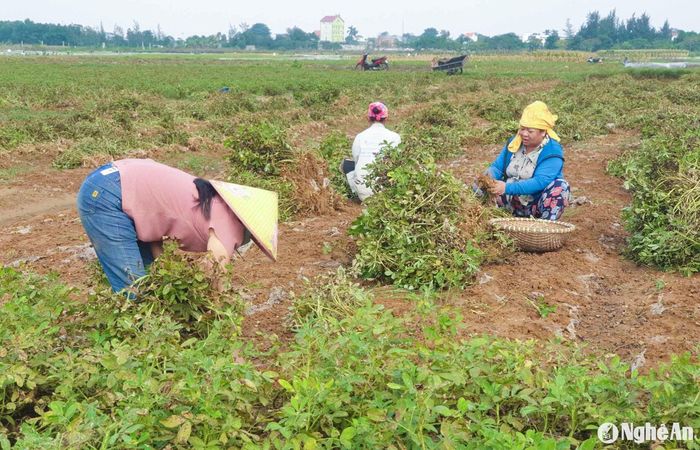 Lạc là cây trồng chủ lực của huyện Diễn Châu. Ảnh: T.P