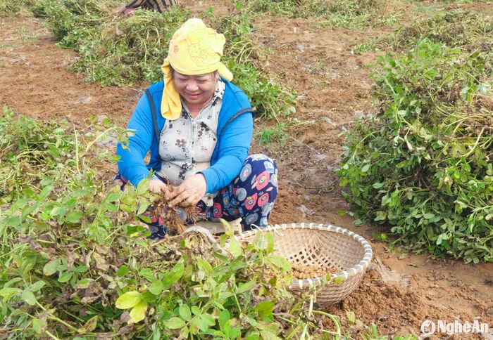 Năm nay, năng suất lạc vụ đông đạt khá, nông dân rất phấn khởi. Ảnh: T.P