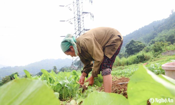 Nhờ trồng rau mà người dân ở bản Na Tổng có thu nhập khá ổn định, hàng năm, mỗi hộ đều có thu nhập trên dưới 20 triệu đồng. Ảnh: Đình Tuân
