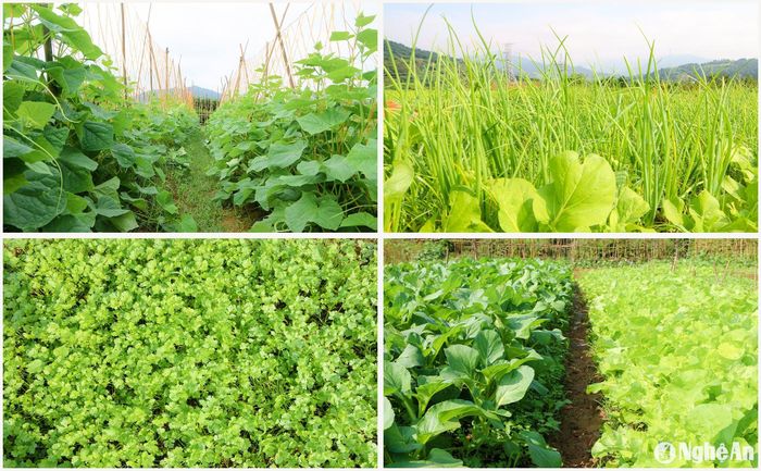 Ở đây có đa dạng các loại rau, củ quả như: cải, đậu, dưa chuột, hành, mùi... Ảnh: Đình Tuân