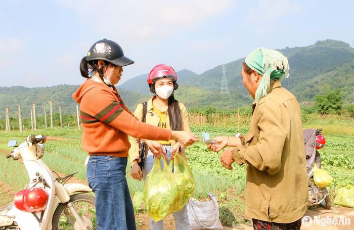 Hàng ngày có rất nhiều người ở các vùng lân cận đến vườn rau bản Na Tổng để mua rau an toàn. Do đó, sản phẩm làm ra chủ yếu tiêu thụ ngay tại ruộng. Ảnh: Đình Tuân