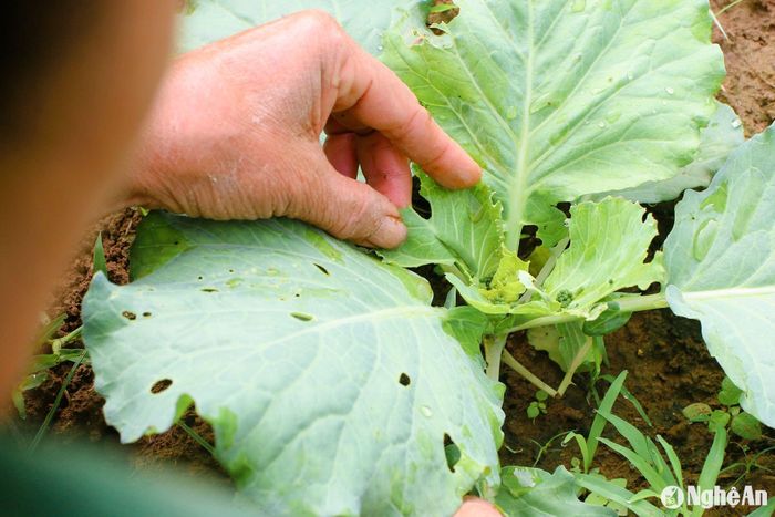 Không dù thuốc trừ sâu, nên cứ tối đến hay sáng sớm người trồng sau nơi đây phải đi bắt sâu bằng tay. Ảnh: Đình Tuân