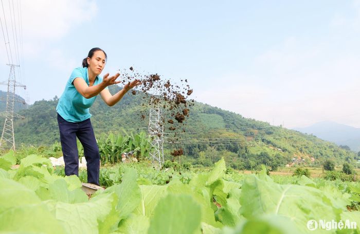 Chị Nguyễn Thị Thu Huyền, một trong 12 hộ tham gia trồng rau cho biết: “Tất cả các hộ trồng rau ở đây đều áp dụng phương châm "4 không", đó là: Không thuốc diệt cỏ; Không sử dụng thuốc trừ sâu; Không sử dụng phân bón hóa học; Không sử dụng thuốc kích thích tăng trưởng”. Ảnh: Đình Tuân