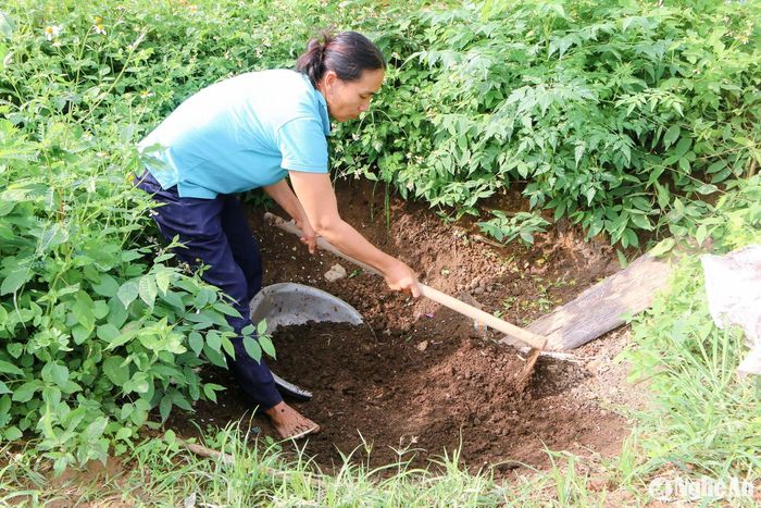 Để bón phân cho rau, hạn chế tối đa việc dùng hóa chất, mỗi gia đình trồng rau đều ủ sẵn một hố phân chuồng. Phân được ủ bằng men vi sinh với các nguyên liệu tự nhiên như rơm, lá bớp bớp, phân gia súc… Thời gian ủ từ 30 ngày đảm bảo các nguyên liệu phân hủy thành các chất mùn dinh dưỡng. Ảnh: Đình Tuân