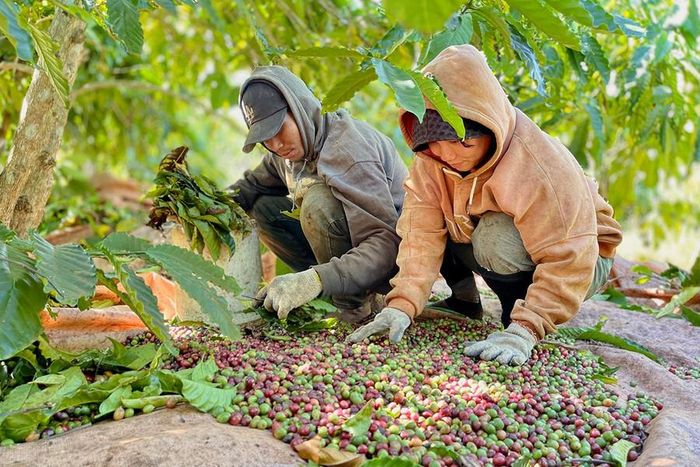  Giá cà phê đầu niên vụ đang ở mức cao. Ảnh: V.T