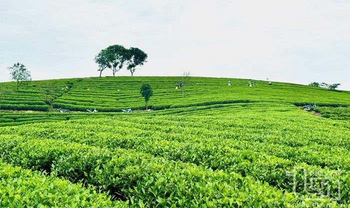 Tân Linh là một trong những xã có diện tích chè lớn của huyện Đại Từ (gần 600ha), trong đó cơ bản được sản xuất theo tiêu chuẩn VietGAP, hữu cơ.
