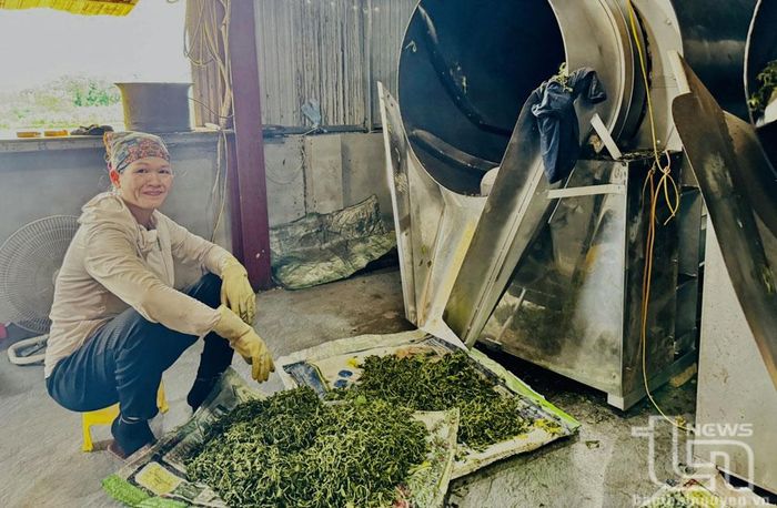Chè sau khi thu hái được mang về sao sấy, lấy hương, đóng gói. Trong ảnh: Bà Nguyễn Thị Hoa (ở xóm Hòa Tiến 1, xã Minh Tiến) đang thực hiện công đoạn sao chè.