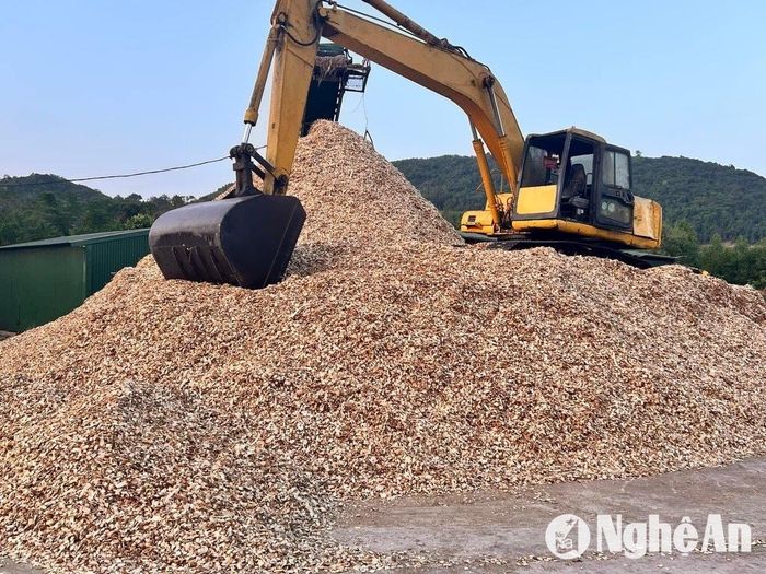Cành ngọn gỗ keo được tận dụng băm dăm. Ảnh: VT