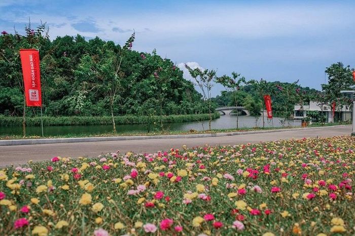 Sắc hoa màu nhớ bên những cung đường LAMORI.