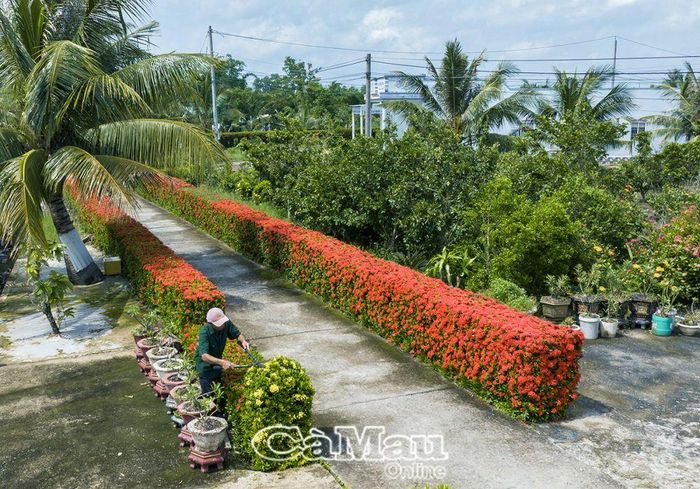 Tuyến đường hoa của cựu chiến binh xã Nguyễn Phích, huyện U Minh, tô thắm diện mạo quê hương.